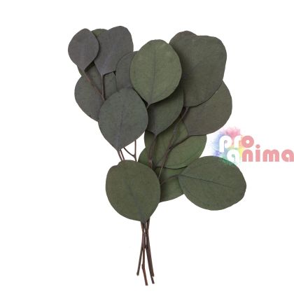 Евкалипт за декорация, 4 стебла