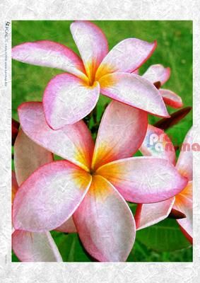 Декупажна хартия оризова KALit A4 Цветя 24